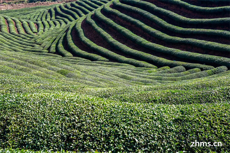 中国四大茶叶产区