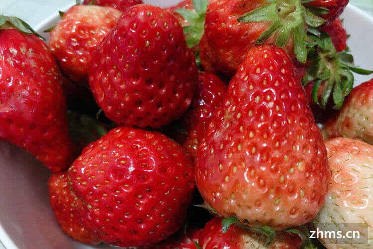草莓什么品种好