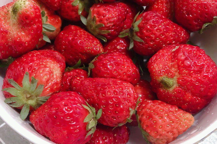 准备去草莓山庄采摘草莓，桂林草莓山庄草莓什么时候没有？