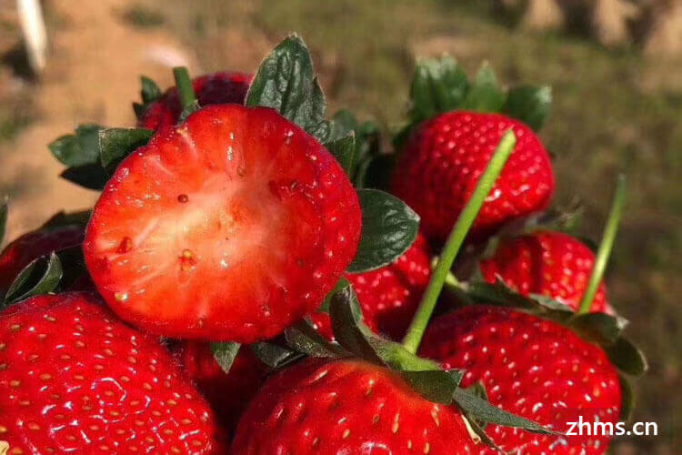怎么选新鲜的草莓