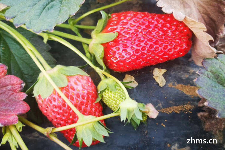 广州几月可种草莓