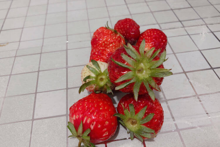 过年想买一些上档次的水果送礼，草莓榴莲过年期间好买吗？
