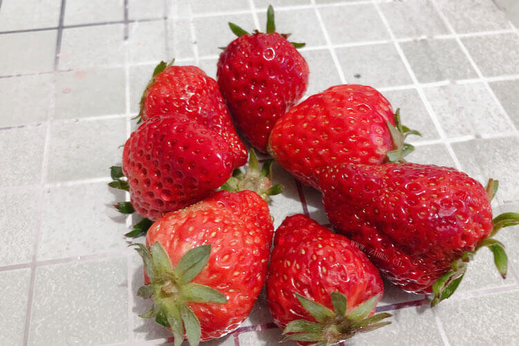 不小心吃了一个坏的草莓，草莓坏了吃了会怎么样？