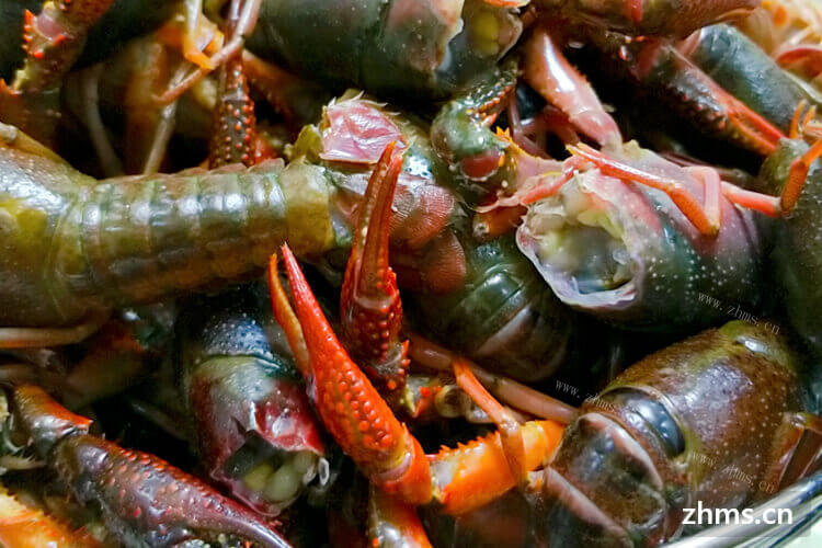 最近想买一些龙虾，江苏龙虾批发市场的龙虾质量怎么样？