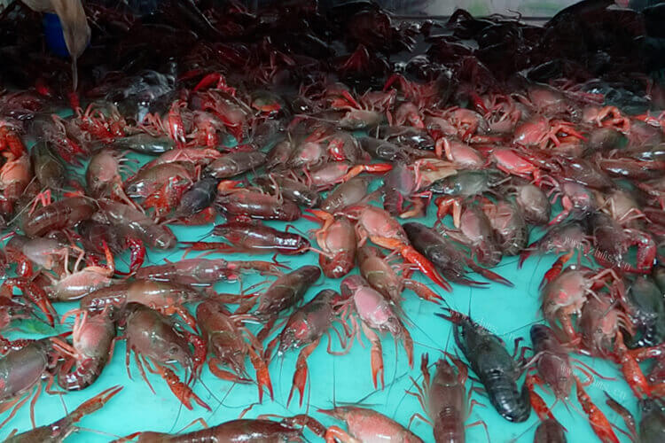 江苏有很多的龙虾，请问江苏龙虾养殖基地在哪里？