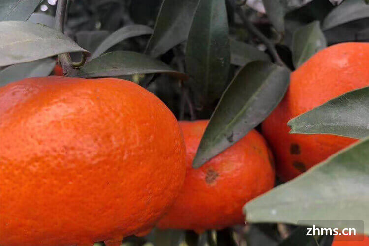 橙子是什么季节吃的水果？橙子都有哪些吃法？