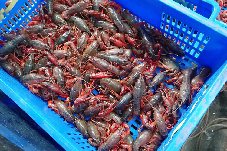 在海鲜市场上面买了一些龙虾，做龙虾去头吗？