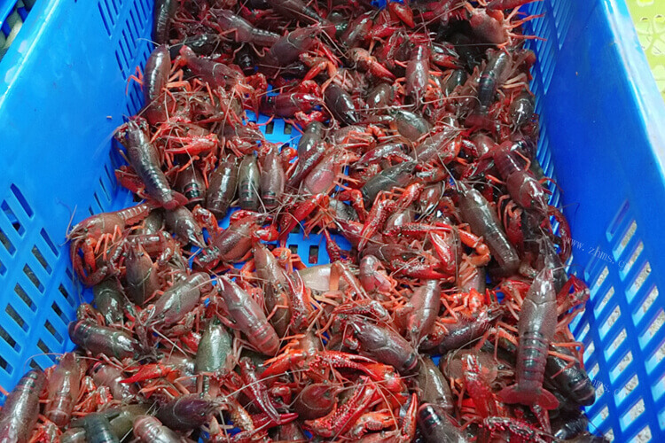 想买一点龙虾回家，请问龙虾养殖基地哪里最多？