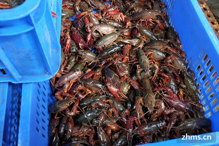 最近想买一些龙虾，江苏龙虾批发市场的龙虾质量怎么样？