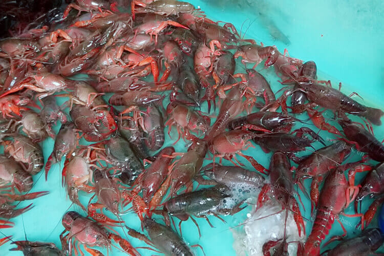 想养小龙虾了，你们知道大棚养殖小龙虾技术高吗，好吃吗？