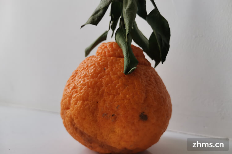 云南橙子什么时候成熟