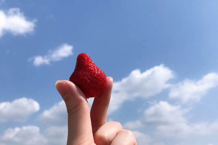 想养殖一些白草莓赚钱，白草莓苗什么品种最好吃？