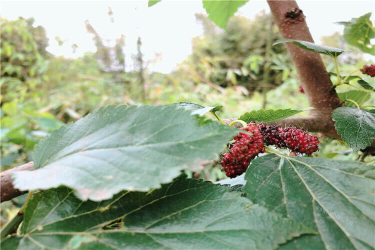 我想吃河南本地的桑葚，河南桑葚什么时候成熟季节？