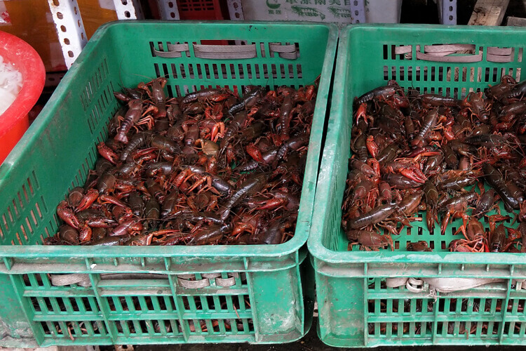 养殖龙虾也是有一定方法的，大棚养殖龙虾可以吗？