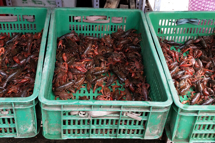 去湖北买了龙虾，龙虾可以大棚养殖吗？
