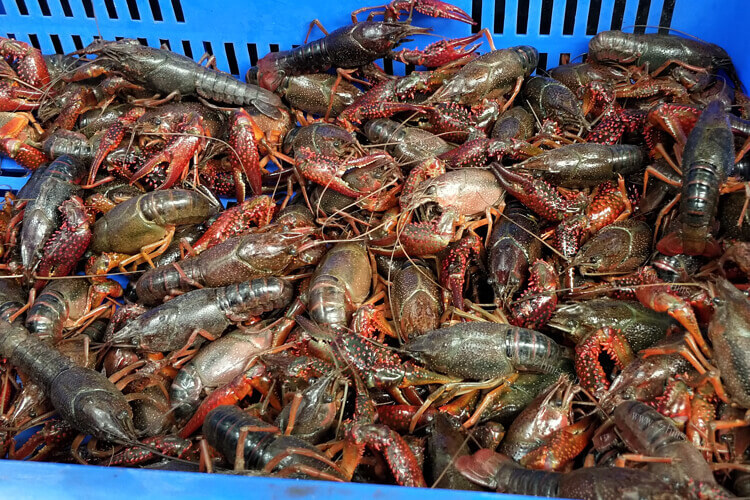 听说厦门的海鲜大龙虾非常好吃，厦门海鲜大龙虾价格贵吗?