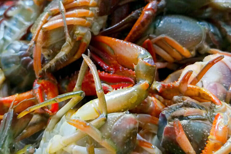 吃龙虾的时候，龙虾好还是龙虾尾好？