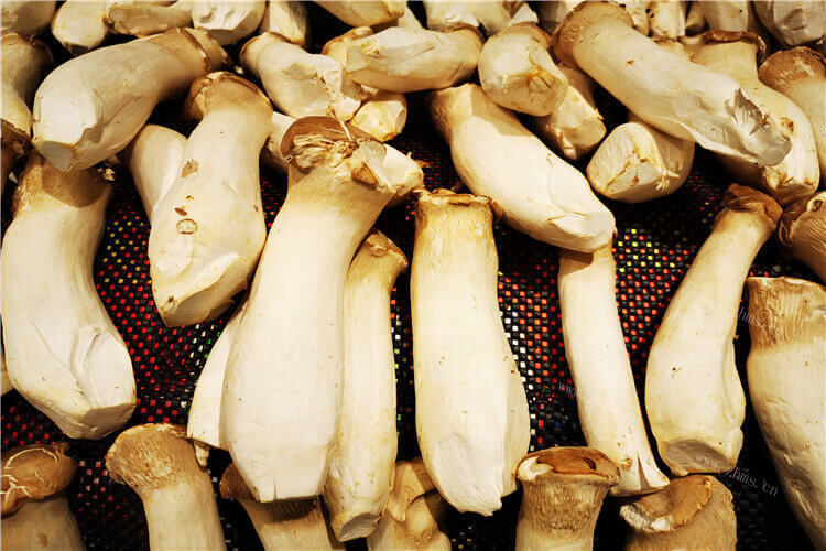 最近想吃蘑菇大家知道，肉炒杏鲍菇怎么做好吃家常