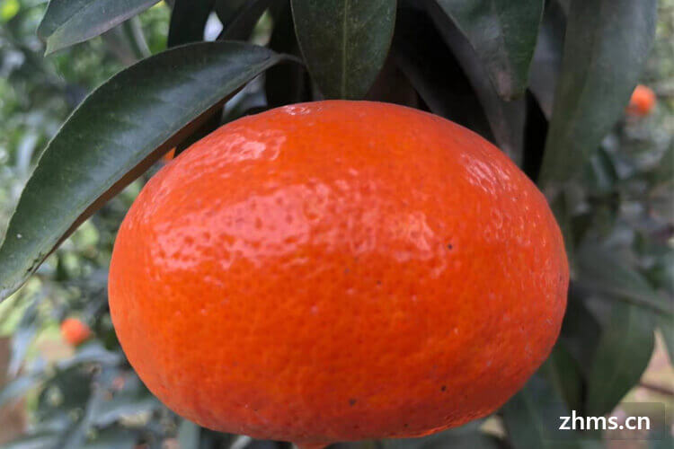 橘子种类