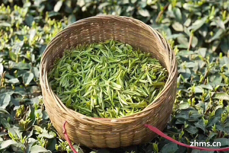 碧螺春和毛尖哪个好