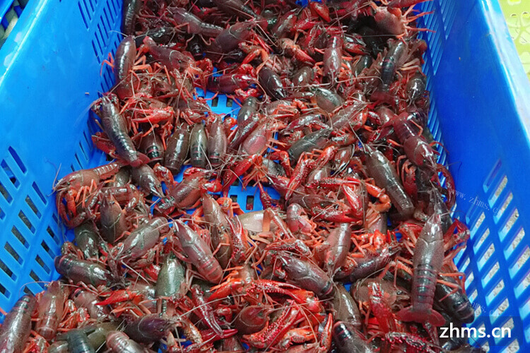 大江湖龙虾生意有淡旺季吗？一年四季的谋略可以一样吗？