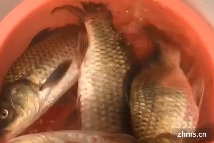 白鲫鱼和黑鲫鱼哪个好?白鲫鱼和黑鲫鱼有哪些区别? 白鲫鱼和黑鲫鱼哪个好?白鲫鱼和黑鲫鱼有哪些区别?