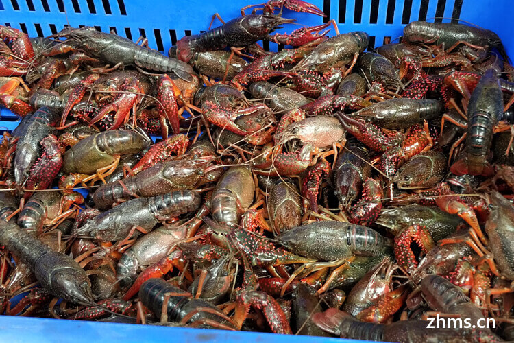 大江湖龙虾在北京怎么样？现在吃去吃这个的人多吗？