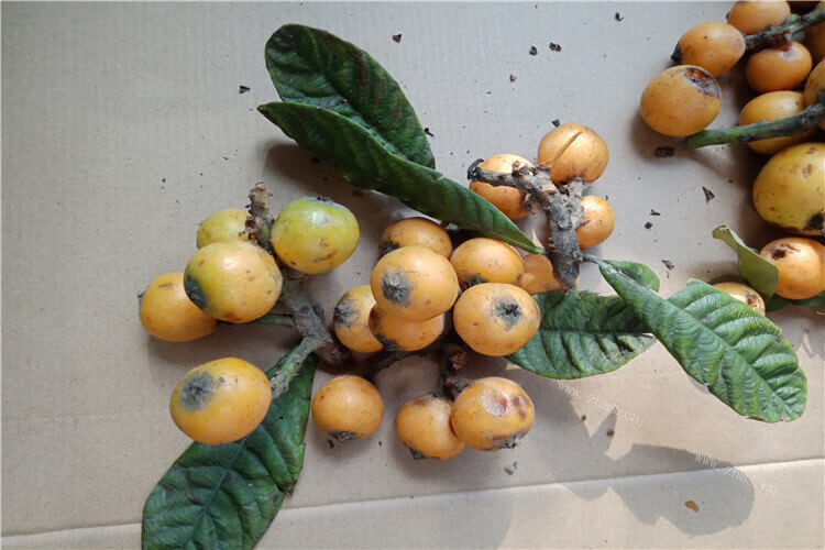 枇杷属于水果的种类之一，漳州枇杷什么时候成熟呢？