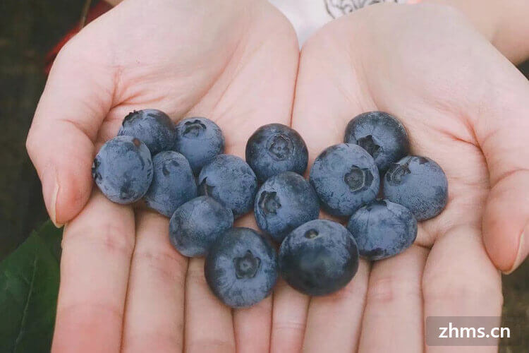 蓝莓中间的籽图片图片