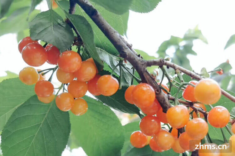 号称“口感最甜”的黄樱桃有几种? 号称“口感最甜”的黄樱桃有几种?