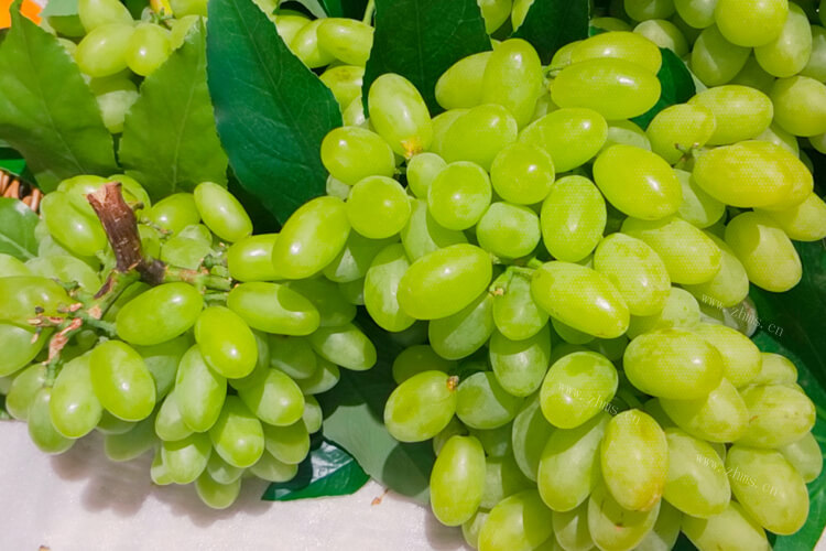 绿色葡萄好好吃啊，日本最贵的绿色葡萄叫什么？