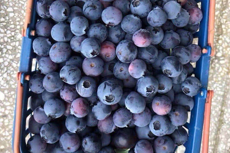 已经把蓝莓冷冻了，蓝莓榨汁后成冻可以喝吗？