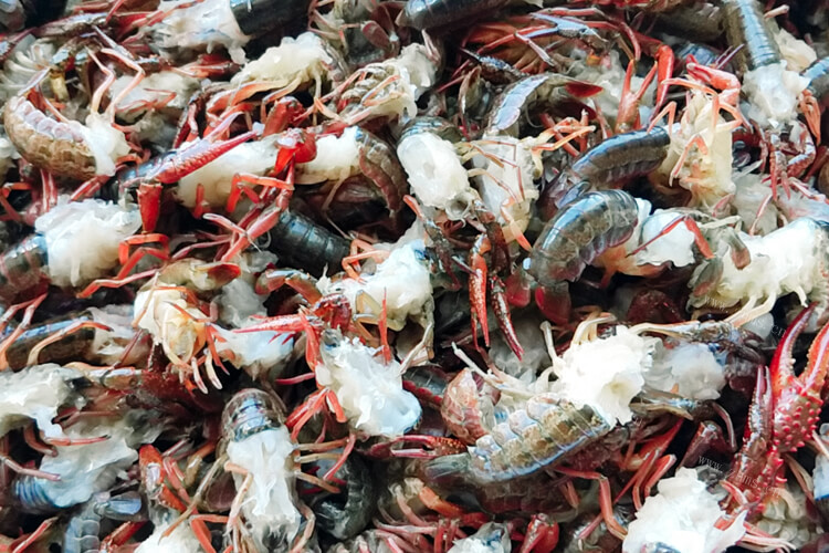 江苏有很多的龙虾，请问江苏龙虾养殖基地在哪里？