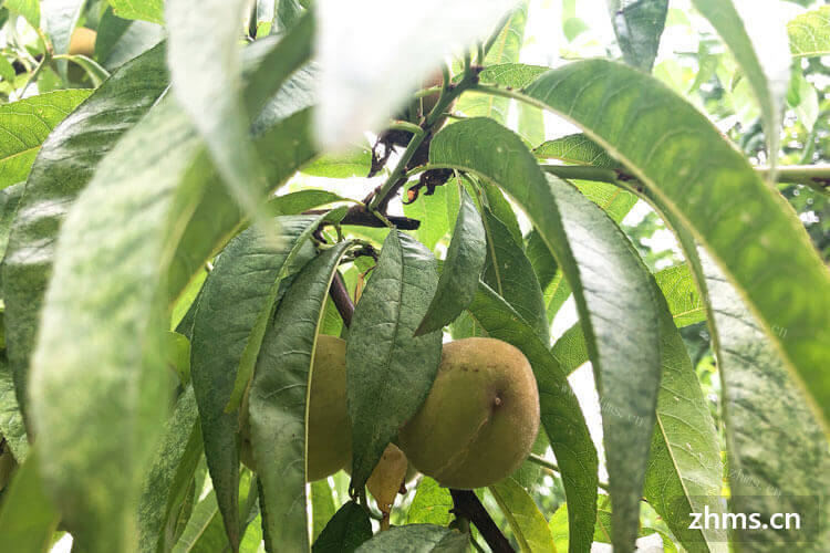 桃子是我们在夏季常吃的水果，桃子局部发霉是怎么造成的？