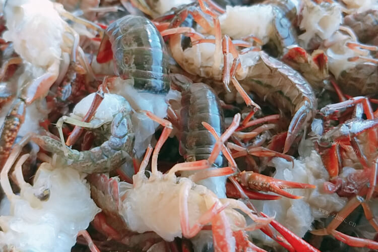 我要养小龙虾，养殖小龙虾的条件是什么呢？