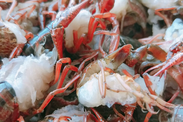 准备养龙虾，大龙虾可以人工养殖吗？