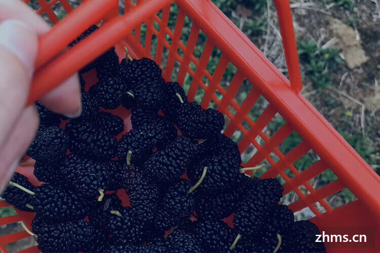 黑树莓多少卡路里？黑树莓和桑椹有什么区别？