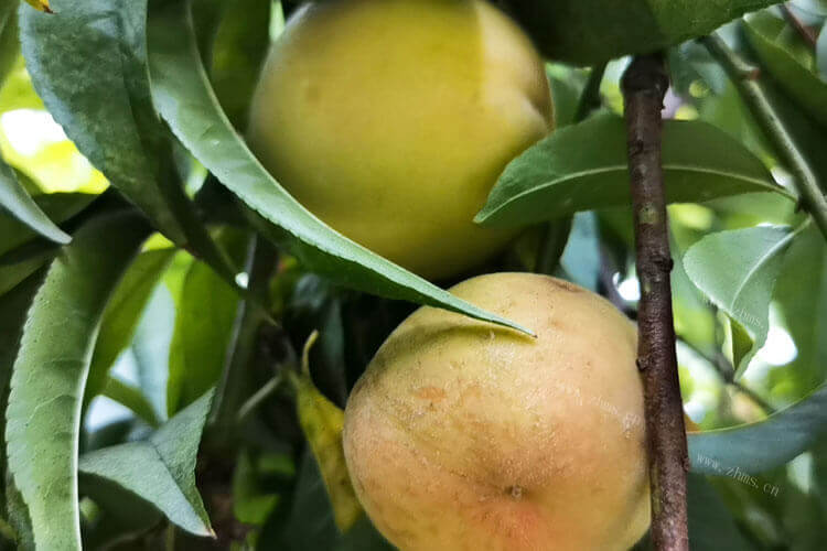 桃子表面有很多斑点，桃子放久了有斑点能吃吗？