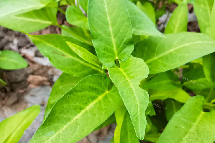 第一次炒空心菜，空心菜几分钟炒熟？