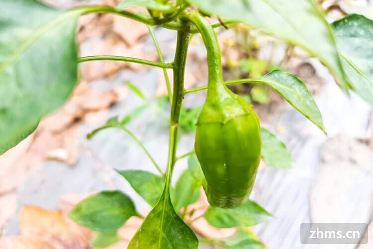 五彩椒是辣椒中的精品，想知道怎样泡五彩椒又香又脆?