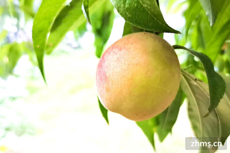 夏季水蜜桃放在哪里保存 夏季水蜜桃放在哪里保存