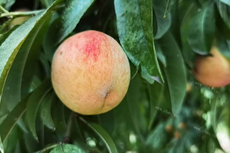 桃子品种还是比较多，适合四川种的桃子品种有哪些呢？