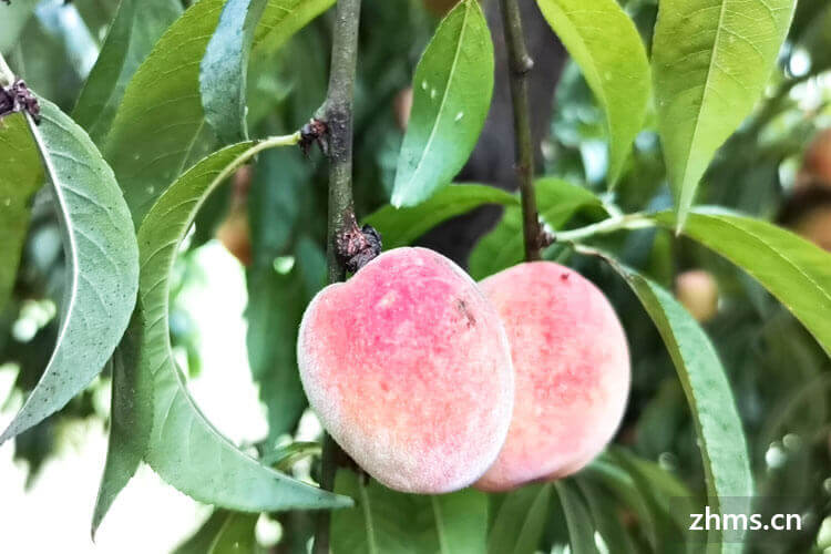 新鲜桃子可以放多久