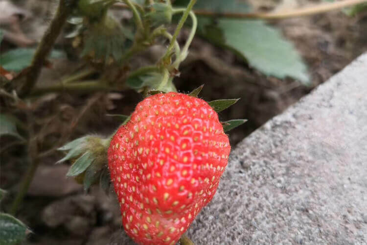 想种草莓，哪种品种的草莓好吃又好栽？