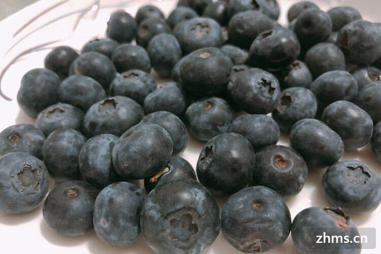 怎么种植蓝莓？蓝莓有哪些食用方法？