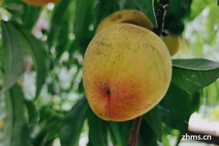 桃子是我们在夏季常吃的水果，桃子局部发霉是怎么造成的？