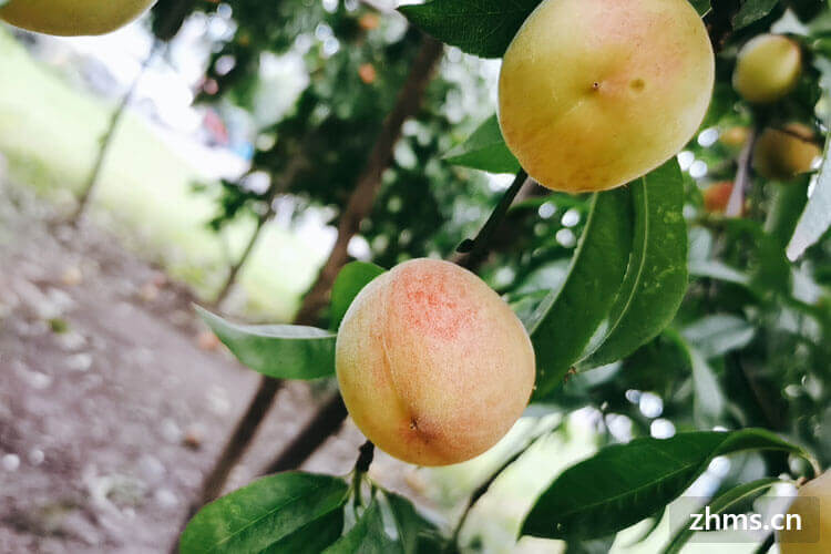 桃子保质期是多久?怎样保存桃子? 桃子保质期是多久?怎样保存桃子?