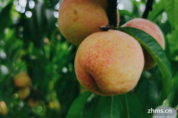 桃子有多少品种？你最喜欢吃哪种桃子？