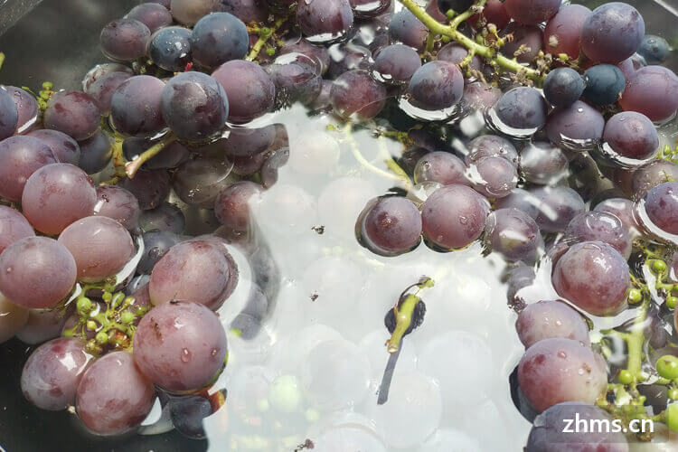 山葡萄是野葡萄吗