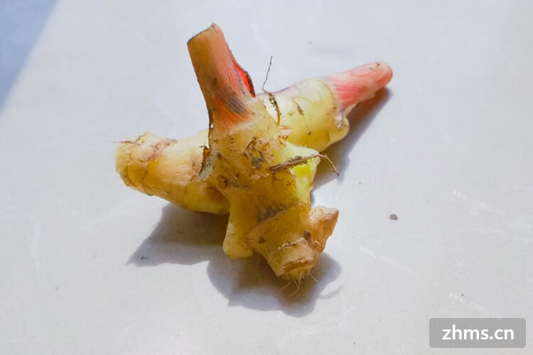 子姜和洋姜的区别是什么